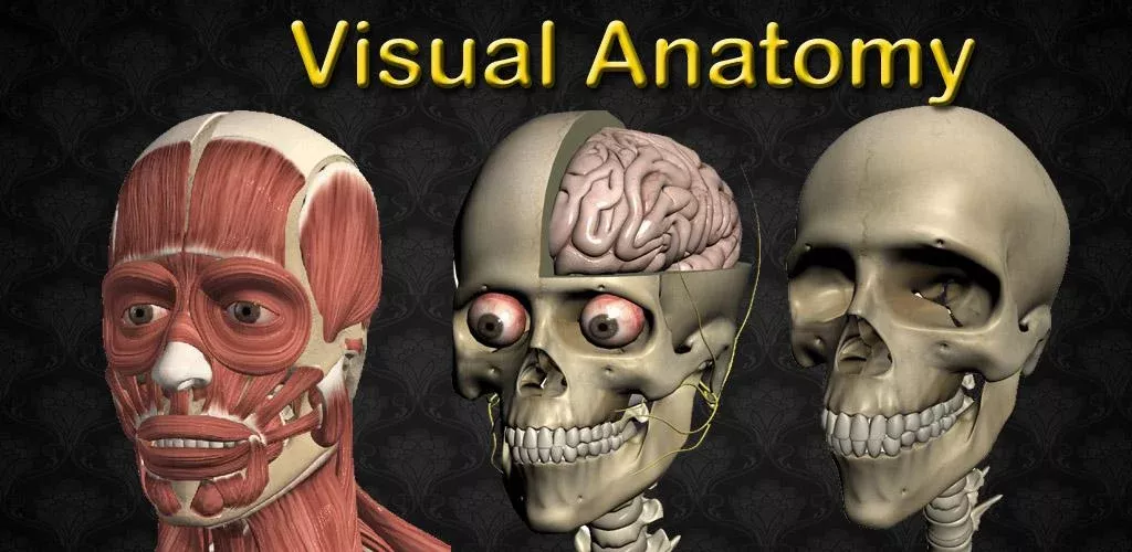 Visual Anatomy 2-banner